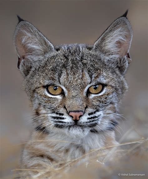 bobcat of the bay